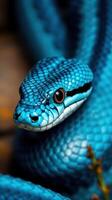 A close up of a blue snake with its head turned to the side photo