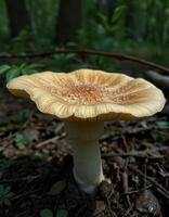 A mushroom growing in the woods photo