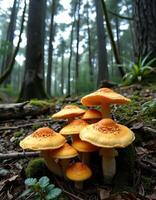 A group of mushrooms growing in a forest photo