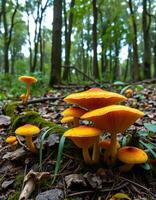 A group of mushrooms growing in the woods photo