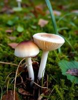 Two mushrooms are standing on the ground photo