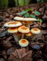 A group of mushrooms in the forest photo