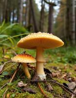 Two yellow mushrooms are standing on the ground in the woods photo