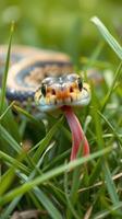 A snake with its tongue out in the grass photo