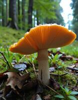 A mushroom that is growing in the forest photo