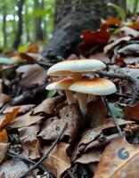 A group of mushrooms growing on the ground photo