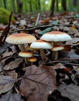 A group of mushrooms growing on the ground photo
