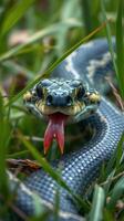 A snake with its mouth open in the grass photo
