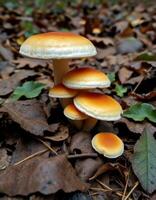 A group of mushrooms photo