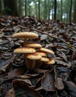 A group of mushrooms growing on the ground photo