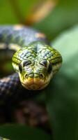 A close up of a green snake with a yellow head photo