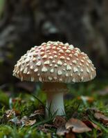 A mushroom with white spots on it photo