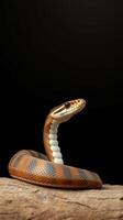 A snake with a long tail on a wooden table photo
