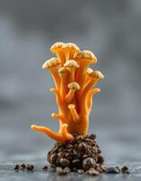 A small orange mushroom growing on top of dirt photo