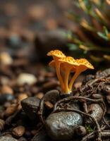 A small orange mushroom growing on a rock photo