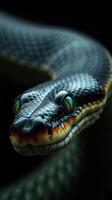 A close up of a snake's head photo