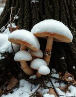 A group of mushrooms that are covered in snow photo