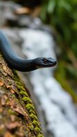 A snake is on a rock near a waterfall photo