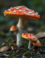 A group of mushrooms are sitting on the ground photo