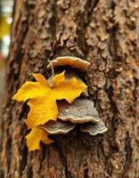 A yellow leaf on a tree trunk with mushrooms photo