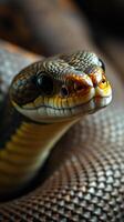 A close up of a snake's head photo