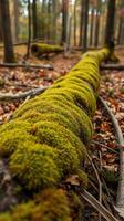 A moss covered log in the woods photo