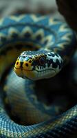 A close up of a snake with blue and yellow stripes photo