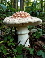 A mushroom with a white and red cap photo