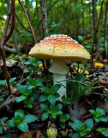 A mushroom with white spots on it photo