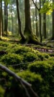 A forest with trees and moss on the ground photo