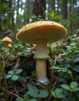 A mushroom growing in the woods photo