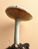 A mushroom is sitting on top of dirt photo