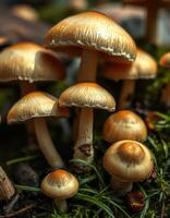 A group of mushrooms growing in the grass photo