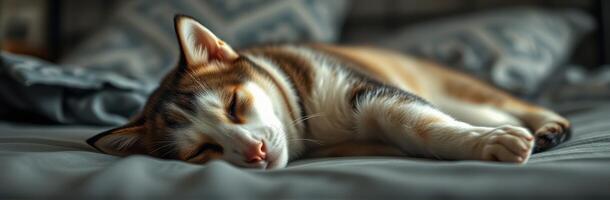 Calm domestic cat resting on a cozy bed surrounded by soft pillows in warm indoor lighting photo