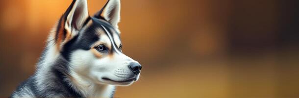 Beautiful husky dog with striking blue eyes against a soft blurred background during sunset photo