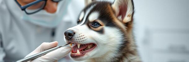 Veterinary checkup for a young husky with a caring veterinarian in a clinic setting photo
