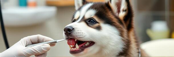 Veterinarian examines husky puppy's teeth in a clinic during a routine check-up photo