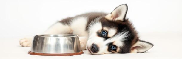 Cute husky puppy relaxing beside an empty food bowl in a bright, minimalist environment during afternoon hours photo