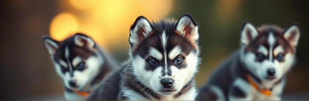 Three playful husky puppies posing together in a sunlit outdoor area during late afternoon photo