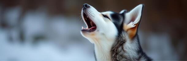 Dog howls under the snowy sky during winter, capturing the spirit of the season in the wilderness photo