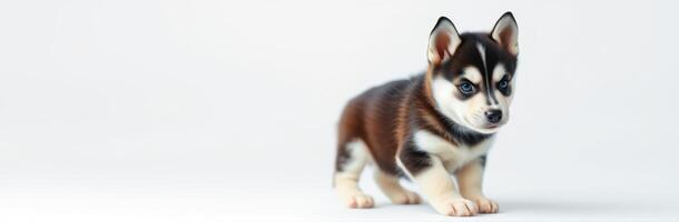 Cute husky puppy exploring a bright indoor space with curiosity and playfulness photo