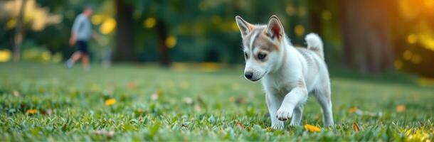 Playful puppy explores grassy park as owner strolls in the background during sunny afternoon photo