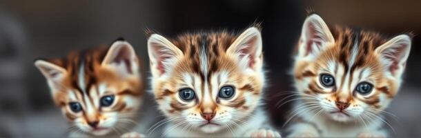 Three playful kittens looking curiously at their surroundings in a cozy indoor setting photo