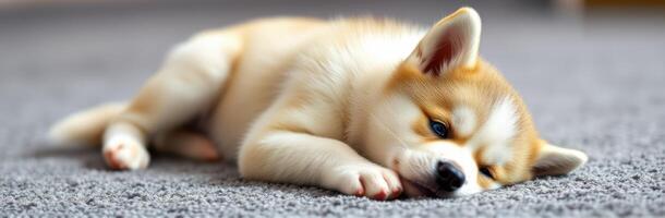 Cute puppy resting on soft carpet in a cozy indoor setting during daylight hours photo