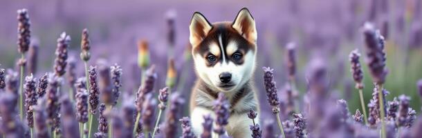 Cute husky puppy exploring a lavender field during golden hour photo