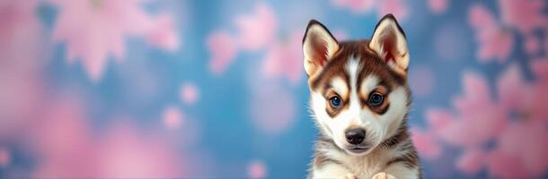 Adorable husky puppy with captivating blue eyes against a colorful floral backdrop in springtime setting photo