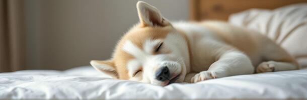 Cute sleeping dog on a soft bed in a cozy room during the afternoon photo