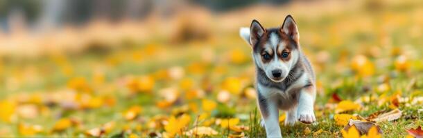 Happy puppy runs through a field of autumn leaves in a picturesque landscape with golden hues photo