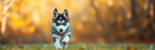 Siberian husky puppy runs playfully in a sunlit forest during autumn photo