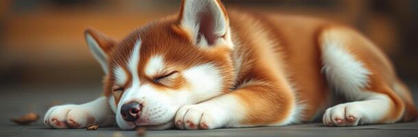 Cute sleeping puppy rests on a warm floor in a cozy environment during the afternoon photo